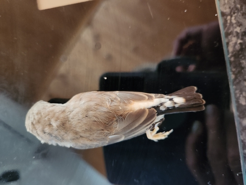 Zebra Finch