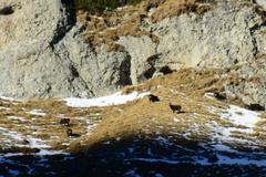 Rupicapra rupicapra carpatica