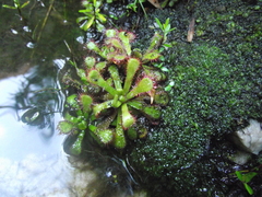 Drosera venusta