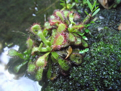 Drosera venusta