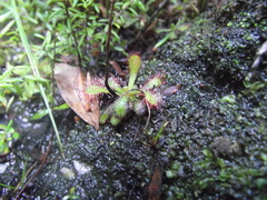 Drosera venusta
