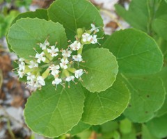 Cordia somaliensis