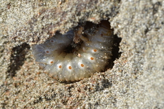 Pericoptus truncatus