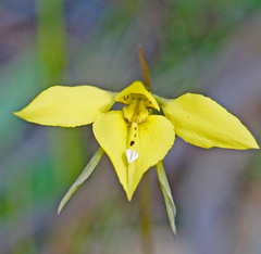 Diuris chryseopsis