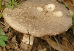 Amanita ananiceps