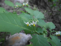 Solanum retroflexum