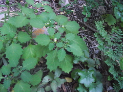 Solanum retroflexum