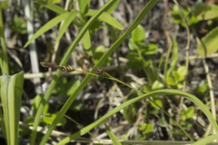 Carex caryophyllea microtricha