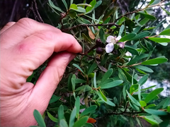 Leptospermum glaucescens