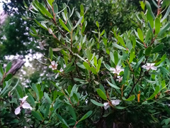 Leptospermum glaucescens