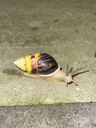 Amphidromus perversus