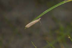 Bactra noteraula