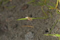 Bactra noteraula