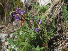 Oxytropis montana