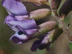 Oxytropis montana