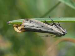 Cremnophila sedakovella