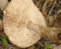 Amanita ananiceps
