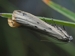 Cremnophila sedakovella