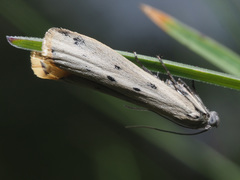 Cremnophila sedakovella