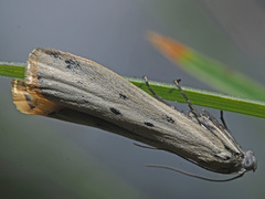 Cremnophila sedakovella
