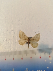 Costaconvexa polygrammata