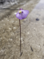 Utricularia uniflora