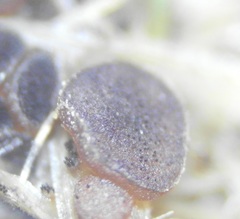Ascobolus furfuraceus