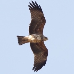 Milvus migrans migrans