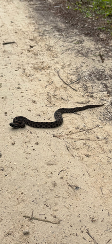 Pygmy Rattlesnake