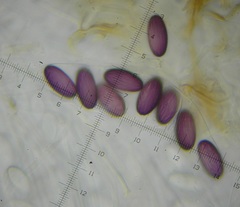Ascobolus furfuraceus