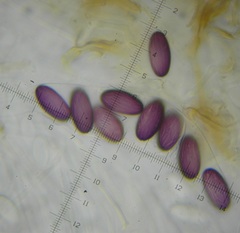 Ascobolus furfuraceus