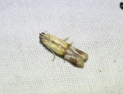 Cavipalpia argentilavella