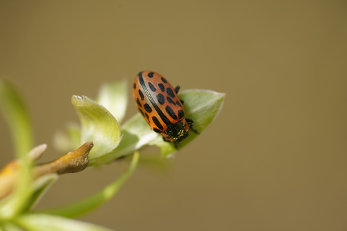 Spotted Willow Leaf Beetle, Udenhout, Netherlands, photo 10 of 10