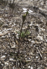 Oschatzia saxifraga