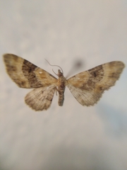 Eupithecia linariata