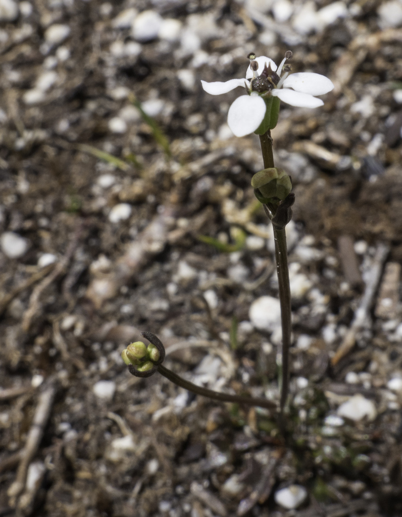 Oschatzia saxifraga