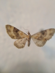 Eupithecia linariata