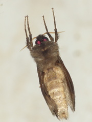 Eudalaca