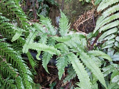 Tectaria phaeocaulis