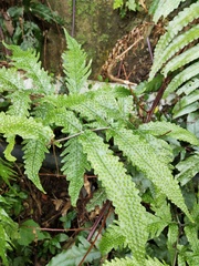 Tectaria phaeocaulis