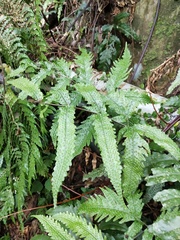 Tectaria phaeocaulis