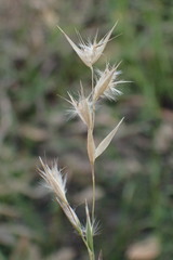 Rytidosperma fulvum