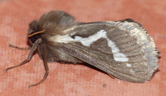 Eudalaca