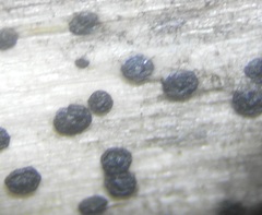 Stemphylium vesicarium