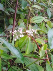 Begoniaceae