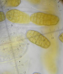 Stemphylium vesicarium