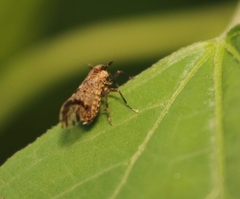 Perkinsiella