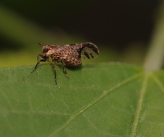 Perkinsiella
