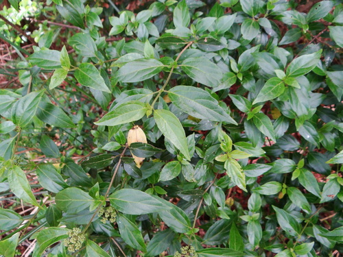 Image of Viburnum foetidum by (c) 呂一起(Lu i-chi), some rights reserved (CC BY)