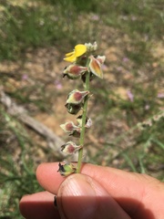 Crotalaria montana
